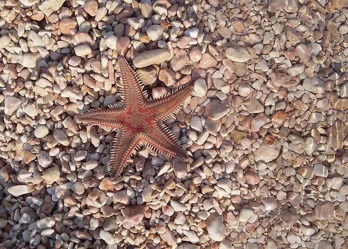 アパート Luna パグ